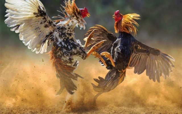 Bí quyết chọn giống gà chiến khỏe mạnh và có lực bền