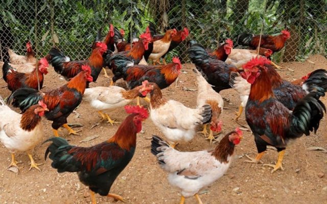 Kỹ thuật chọn giống gà chiến có tố chất vượt trội