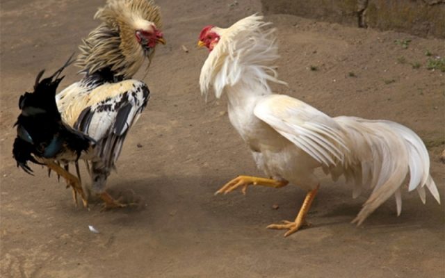 Phương pháp huấn luyện gà chiến bền bỉ và dẻo dai