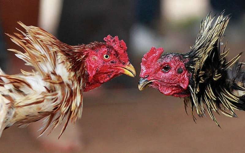 Phương pháp kiểm tra sức bền và lực đá thực tế