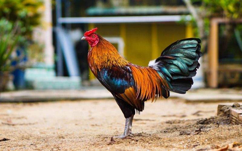 Cách lựa chọn thần kê dị tướng thông qua hình dáng vảy chân chuẩn xác